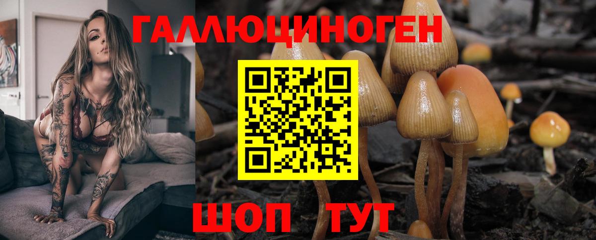 Галлюциногенные грибы Psilocybine cubensis Михайловка